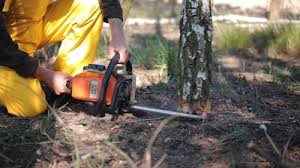 Best Hazardous Tree Removal  in Quitman, TX