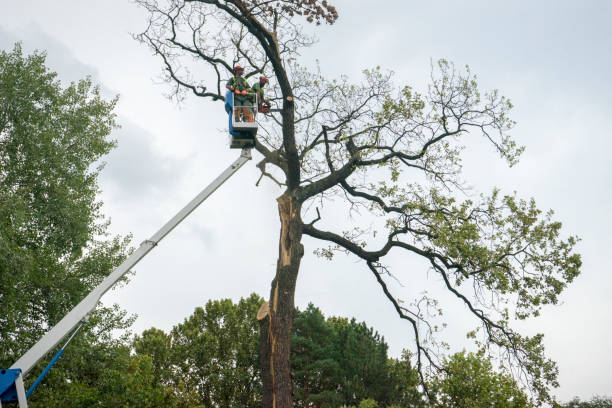 Best Firewood Processing and Delivery  in Quitman, TX