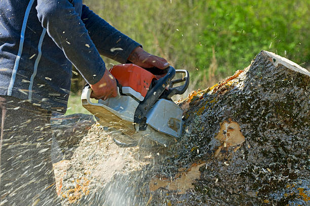 Professional  Tree Services in Quitman, TX