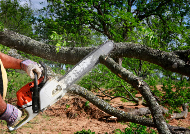 Why Choose Our Tree Removal Services in Quitman, TX?